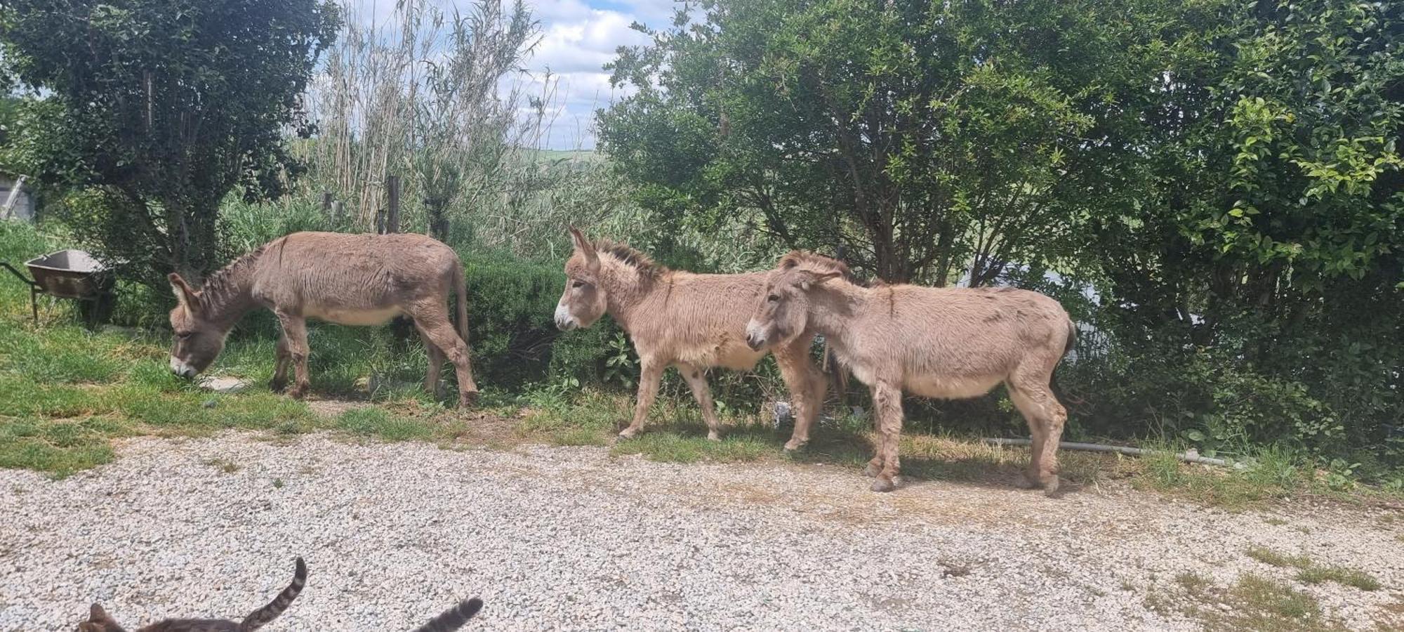 Agriturismo S. Eurosia Montalcino Zewnętrze zdjęcie